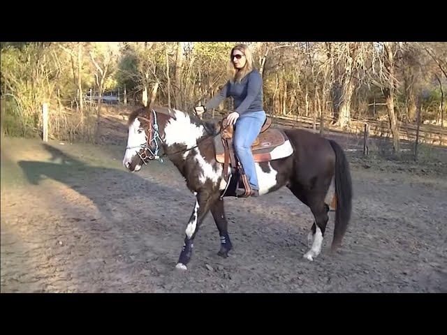 How to do the first ride on a horse that hasn't been ridden in 1 year plus - Groundwork and Saddle