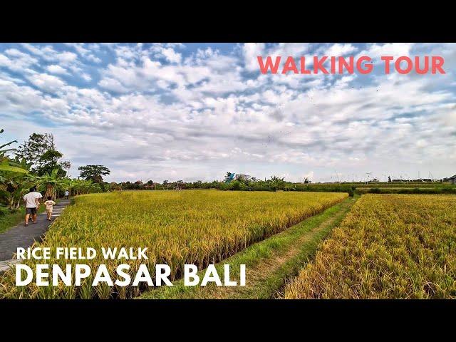 Hidden Gem Near Sanur Bali | Green Rice Field Relaxing Walking Tour Kertalangu Village Bali Today