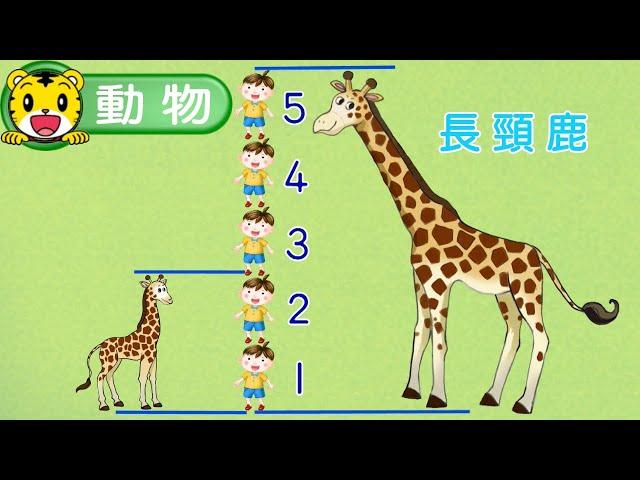 巧虎【知識小補帖】長頸鹿  #動物  #育兒 #親子生活 #動畫 #卡通