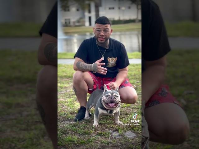 #akabull #enoizrreal #french #frenchbulldog #florida #orlando #perros #bulldogs #puertorico #florida