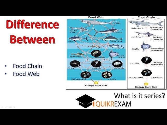 What is difference between food chain and food web || Quikr Exam