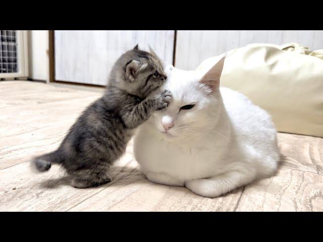 積極的に挨拶へ行く子猫を優しく受け入れる先住猫【かぐ告兄妹日記#4】An older cat gently accepts a kitten who goes to greet him.