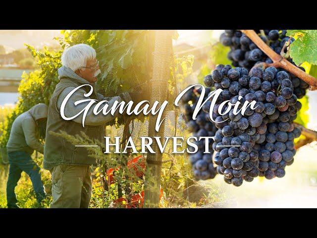 Intro to Carbonic Maceration With Our 2024 Gamay Noir Harvest