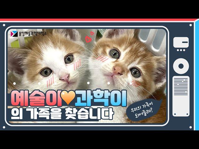 ️아기고양이 과학이의 용인예술과학대학교 적응기 (부제 : 과학이와 예술이의 가족을 찾습니다)