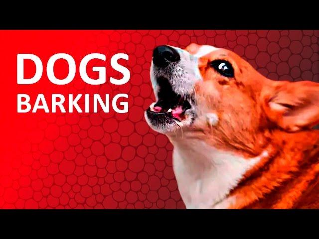 DOGS BARKING to Make your Dog Bark | 11 Dog Breeds Barking Sound Effects HD