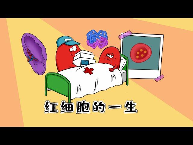 Q萌医学手绘漫画 | 红细胞的一生Cute Medical Hand-drawn Comics | The Life of 【Red Blood Cells】