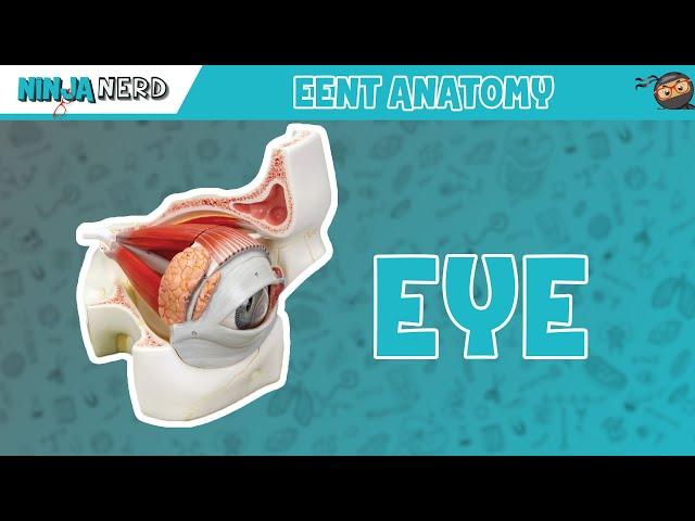 Special Senses | Eye Anatomy with Extraocular Muscles | Model