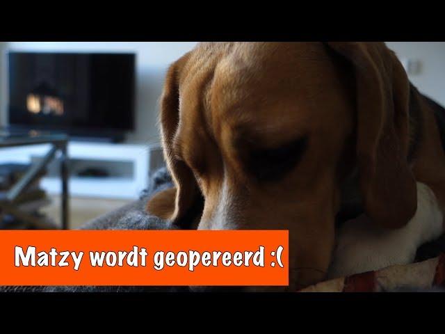 Matzy wordt geopereerd | DierenpraatTV