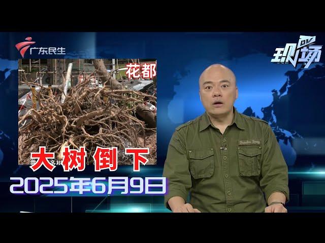 【DV现场】广州花都：路边大树突然倒下 街坊怀疑与施工有关|深圳：男子运动期间突然倒地 休假医生紧急施救|广州：雨后有蜗牛出没 专家：切勿触摸|20250609完整版 #粤语 #news