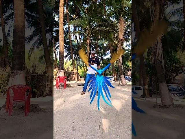 Learn How to Train Free Flight @Shaikh.tanveer. #macaw #blueandgoldmacaw #freeflight #training