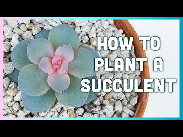 HOW TO PLANT A SUCCULENT | Succulent Tips for Beginners | Easiest Way to Grow Succulents | Succulent