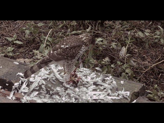 Hawk eats Pigeon: time-lapsed