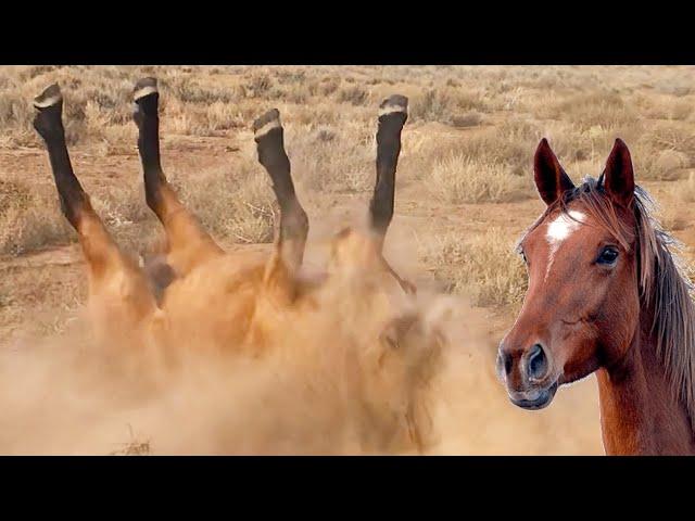 Heroic Horses Horsing Around