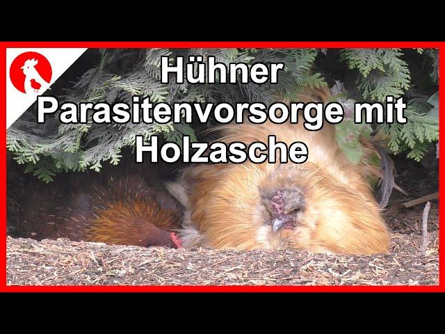 095 Parasitenvorsorge Hühner mit Holzasche  - Jensman and the Huhns