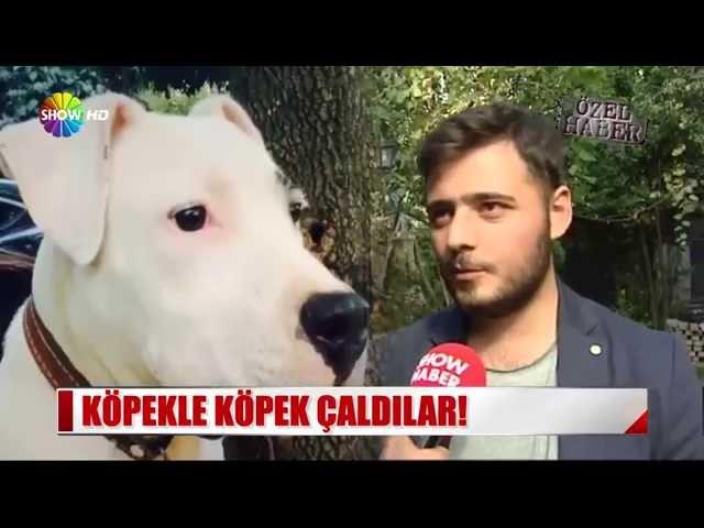 Köpekle köpek çaldılar!