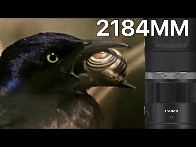 Canon RF 800mm f11 on 1 Inch Sensor = New Dimension