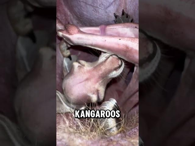 the secret behind the kangaroo pouch