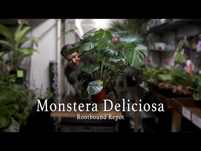 How to Repot your Monstera Deliciosa!