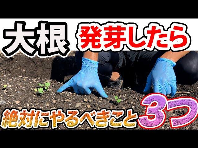 【大根】綺麗な大根にするために、発芽したらこれをやってください！