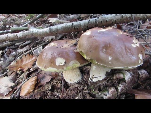 Pilze suchen im Schönbuch, 20. November 2020 - Mushroom hunting,  Schönbuch-Forest, Novemb. 20, 2020