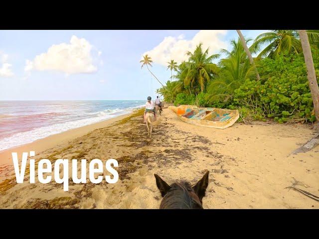 Vieques, Puerto Rico Horseback Ride - Beach Walk No Music - Esperanza Riding Company