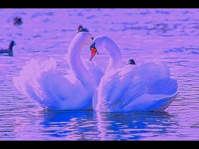 Caring Just for You | John-Andrew Quinn