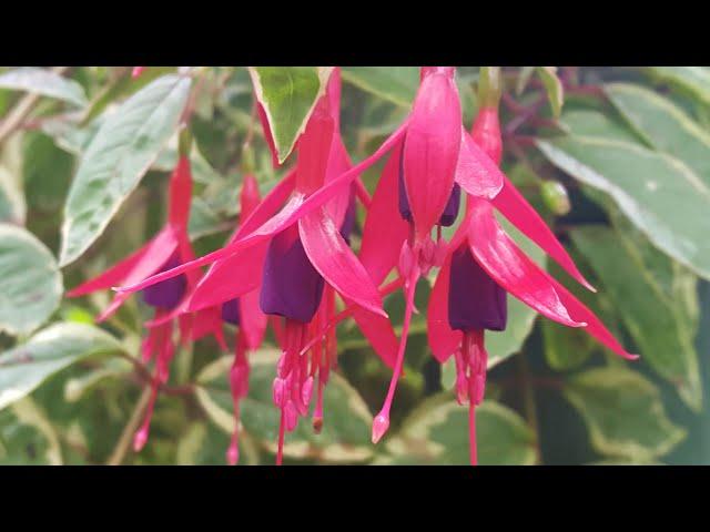 Fuchsia  Varieties