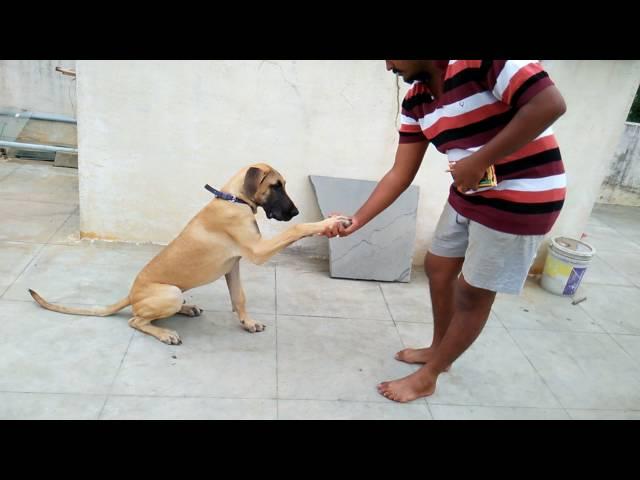 Indian great dane Manoj training