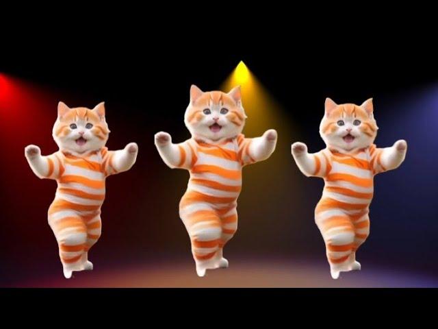 Cat videos funny dance Videos for catsv#funnycats #dancingcat #catlovers  @furry-cornerz