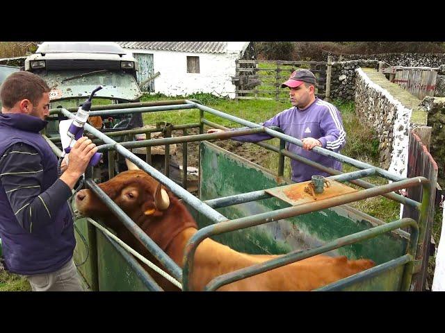 JAF - Transferir Touro e Tratar Um Lote de Vacas no Pico do Carvão - Ilha Terceira - Açores