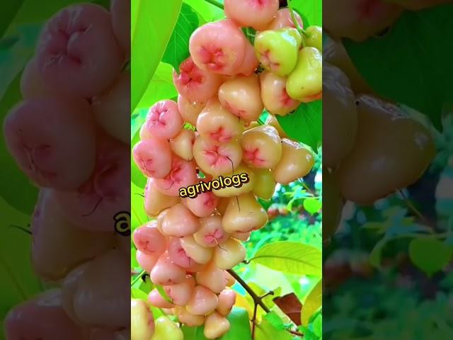 Mashallah #foryou #viral #youtubeshorts #fyp #farming #fruits #sport #chnnal #agrivologs