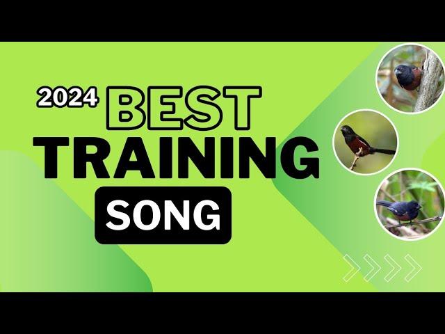 2024 BEST TRAINING SONG FOR TOWA TOWA | CURIO | BULLFINCH | PICOLET | CHESTNUT BELLIED SEED FINCH