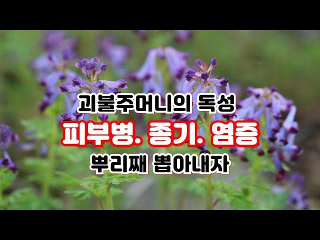 【약초대학TV】피부병, 종기, 염증을 뿌리째 뽑아내는 괴불주머니