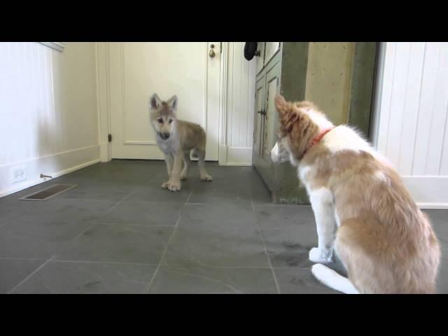 Baby Wolf Meets Border Collie Pup: The Telltale Tail