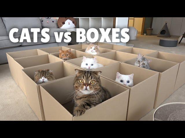 Cats vs Boxes | Kittisaurus