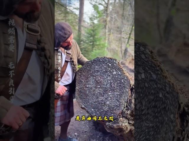 眼前的这个女人，正在用力将硬币砸进树里面，这不是在破坏树木吗#科普 #知识 #冷知识