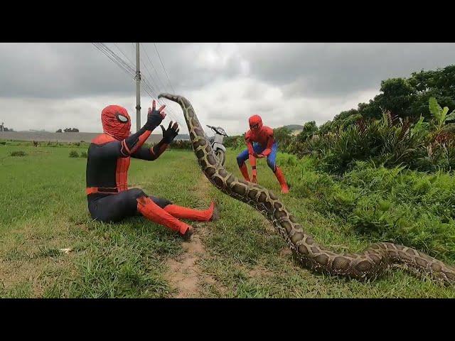 Spider-Man And Pitbull Dog Confront One Giant Python 100kg