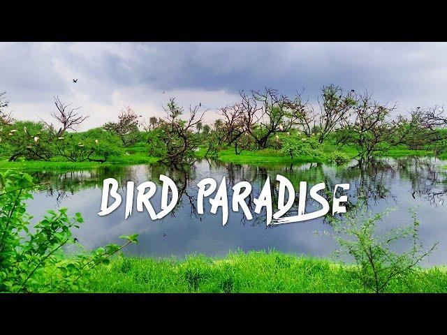 Keoladeo National Park (Bharatpur Bird Sanctuary) - Monsoon 4K Video Hindi | हिन्दी