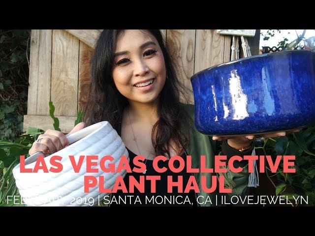 Las Vegas Collective Plant Haul | February 2019 | ILOVEJEWELYN