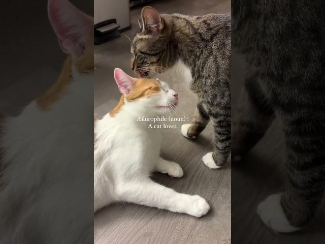 Are you an Ailurophile?  #cat #cute #catlife #catlover #leothelynxie