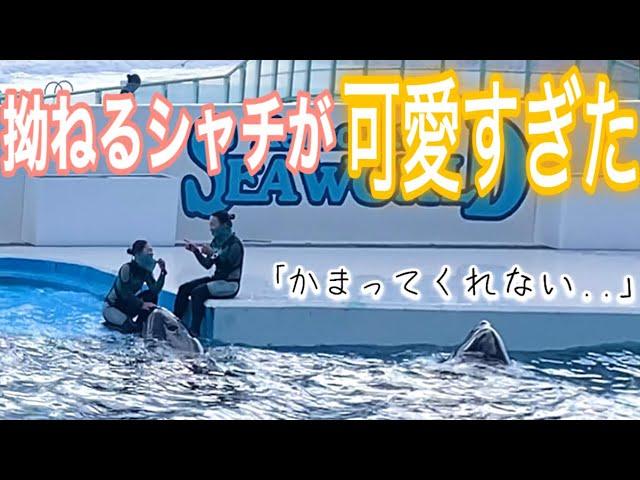 拗ねるシャチ 遊んでくれなきゃ...  鴨川シーワールド　ラビー