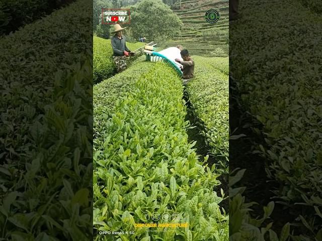 Amazing Tea Leaf Harvesting Machine
