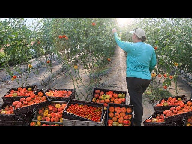 Growing 10,000 Pounds of Organic Tomatoes in a High Tunnel Greenhouse