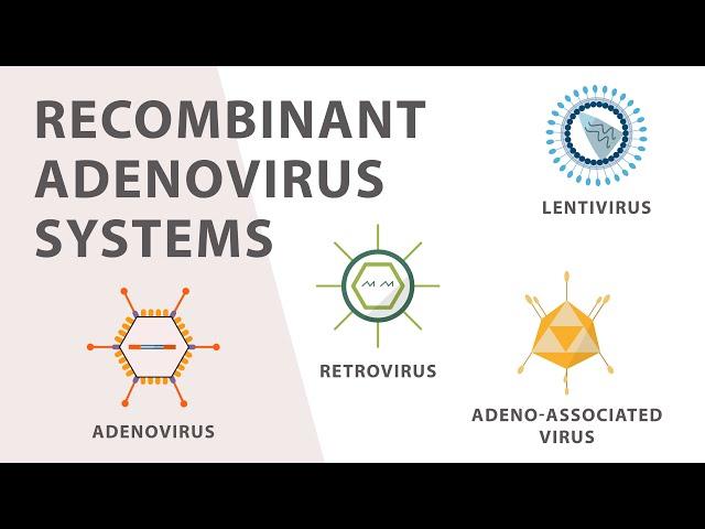 2) Cell Culture - Recombinant Adenovirus Expression System