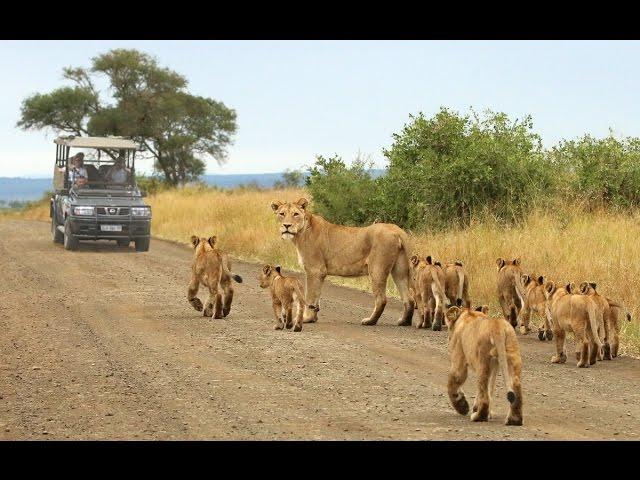 Kruger National Park safaris with Wild Wings Safaris