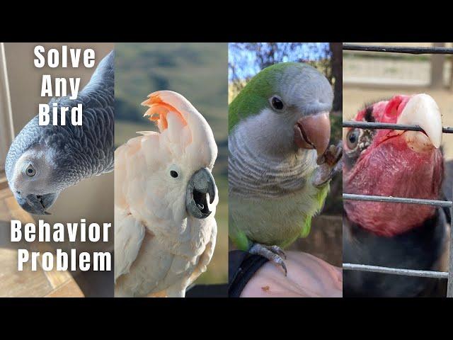 How to solve your toughest bird behavior problems (biting, screaming, attacking, fear... solved!)