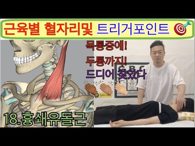 "Muscle-Specific Blood Flow and Trigger Point 'Pectoralis Major!!