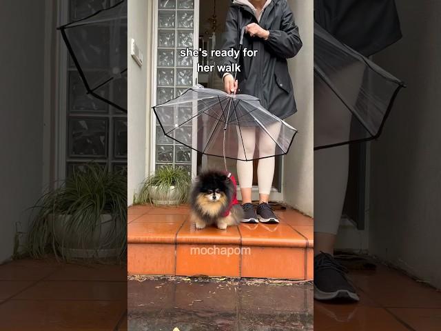 Taking my dog for a walk in the rain ️ #pomeranian #dog