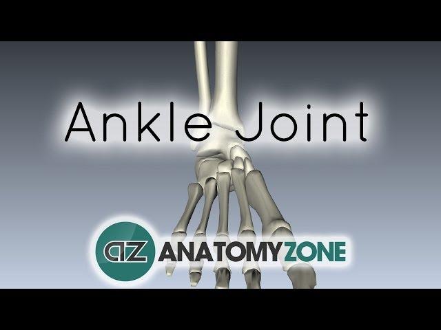 Ankle Joint - 3D Anatomy Tutorial