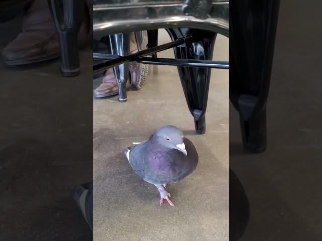 Freedom of the dove